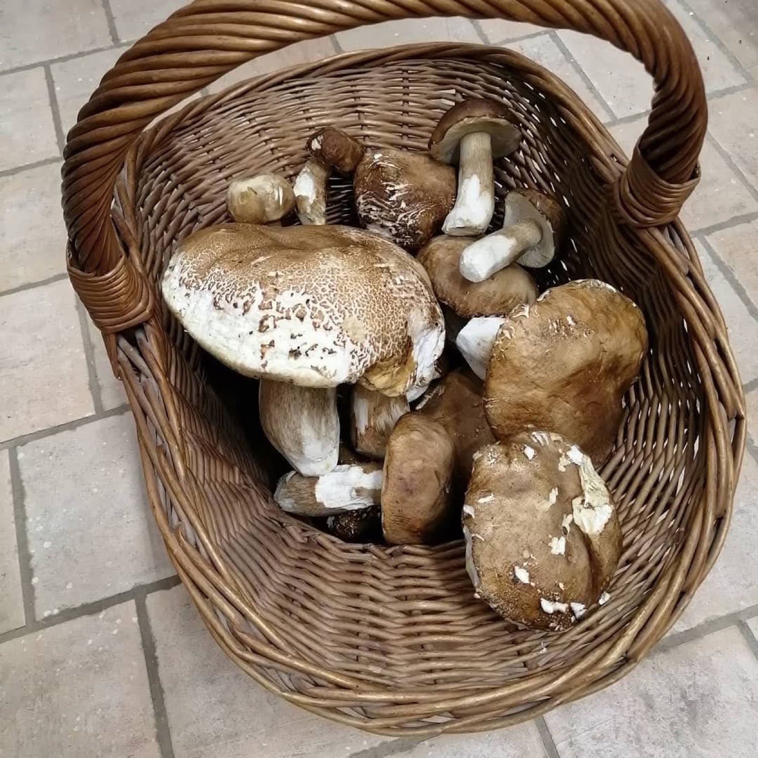 Funghi porcini di stagione